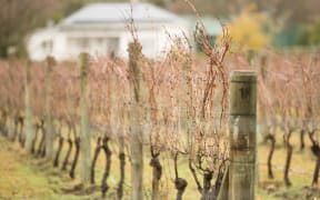 Vineyard in the Hawke's Bay area