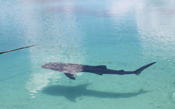 The Whale Shark in Tokelau