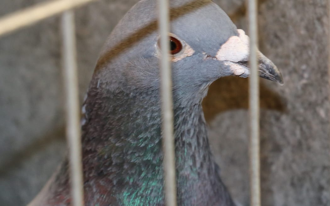 The National Poultry and Pigeon Show