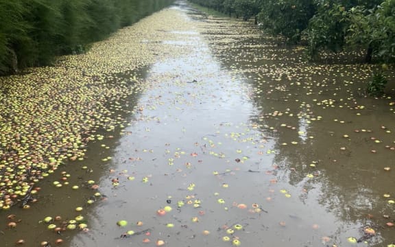 John Evan's orchard in Twyford, Hawke's Bay where it flooded.