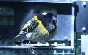 Hihi at a sparkling clean feeder