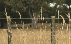 Paddocks dry from the Northland drought.
Kaikohe area