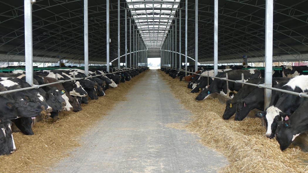 Dairy trial in Canterbury