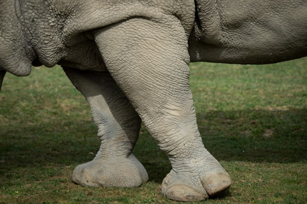A picture shows detail on the skin of a white rhinoceros on April 2, 2021, at the Planete Sauvage zoological park in Port-Saint-Pere, outside Nantes. (Photo by LOIC VENANCE / AFP)