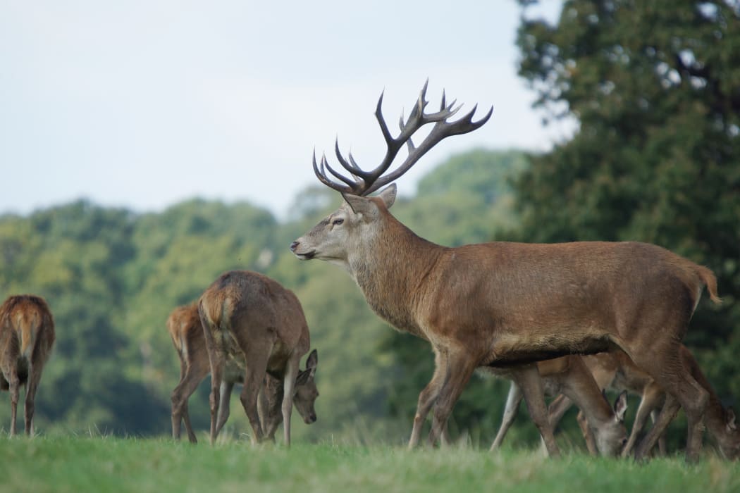 Red Deer.