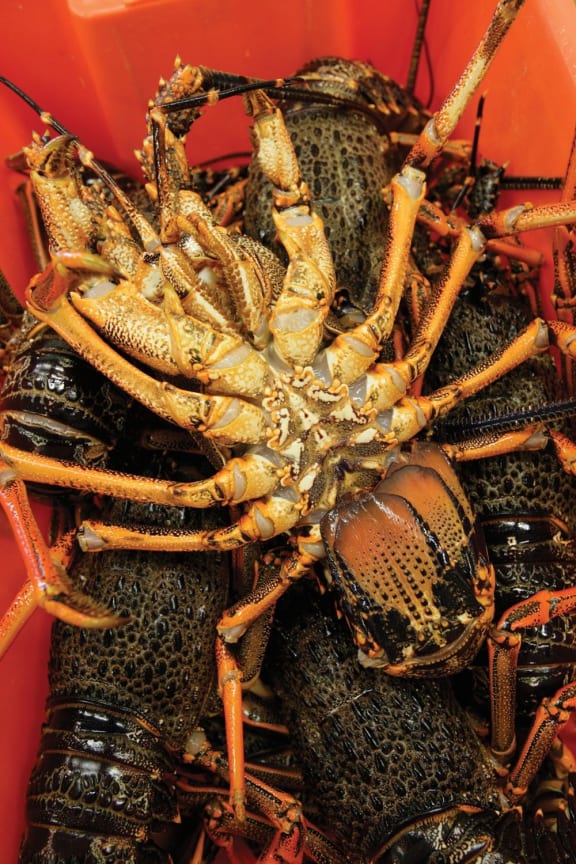 Lobster