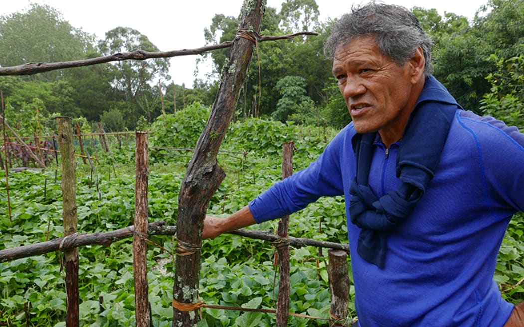 Keni Piahana of Ngati Ranginui at the kūmara plot in February.