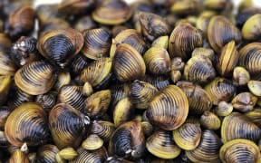 Freshwater gold clam // Corbicula fluminea
