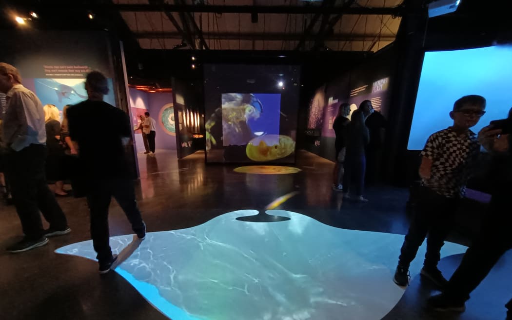 Full-size oceanic manta ray projected onto the floor of a new exhibition at the New Zealand Maritime Museum.