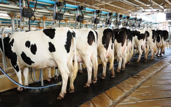 Cows, milking