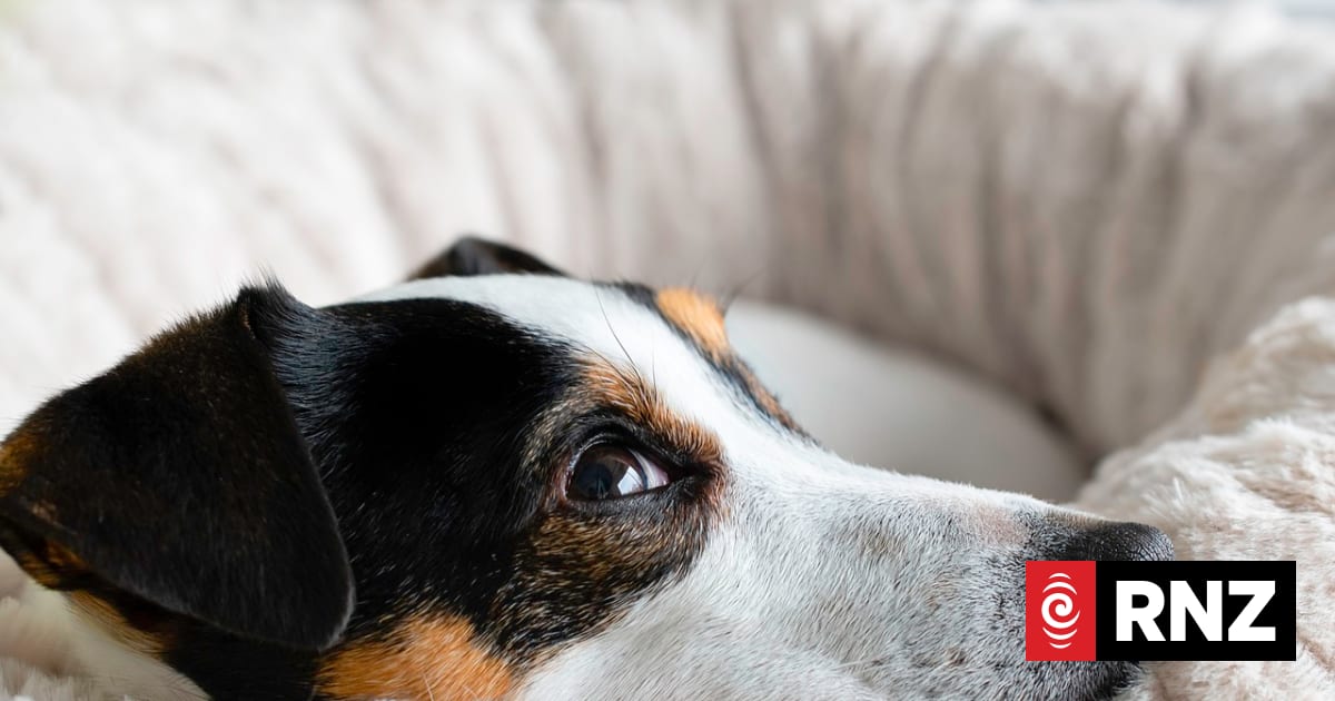 When a pet dies: How to talk to children about loss and death
