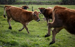 Organic Jersey cow on a Rongotea farm.