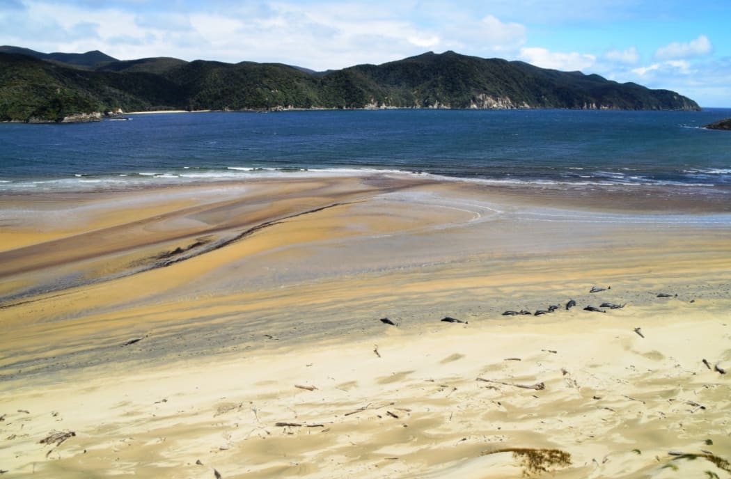 Aerial view of the whales stranded on Stewart Island