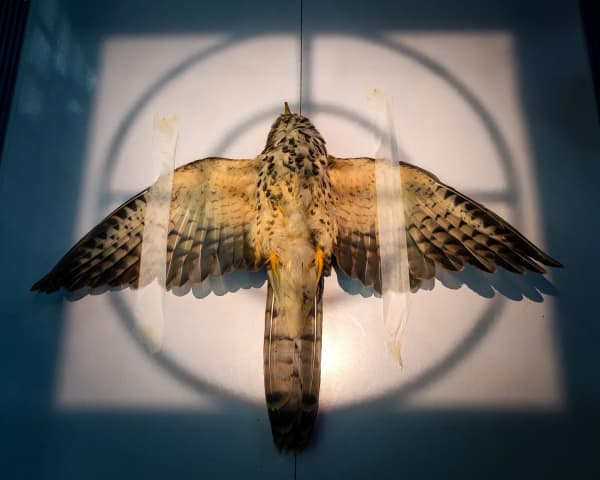 Radiographing an injured common-hawk cuckoo in India.