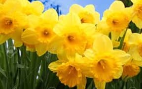 daffodils