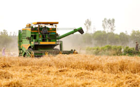 A wheat crop is harvested on a farm in Ambala, India, in April 2020.