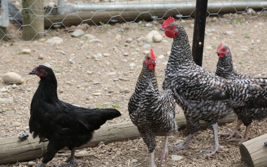 North Canterbury Chicken Rescue