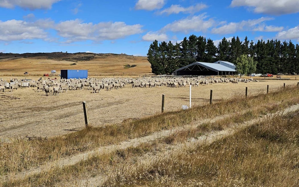 Mt Ida Station, Ida Valley, Central Otago