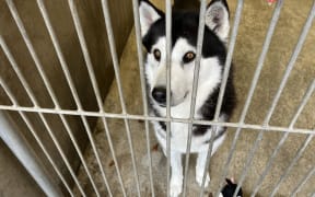 A black and white husky stands behind a metal grate door. A small soft toy cow lies next to it on the concrete floor.