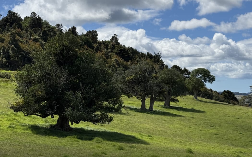 Puriri trees situated on Onoke Scenic Reserve.