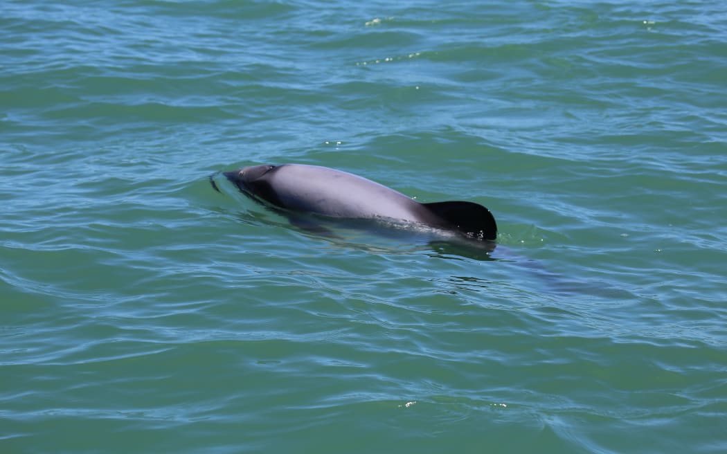 Māui dolphin