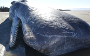 The dead sperm whale on Rabbit Island.