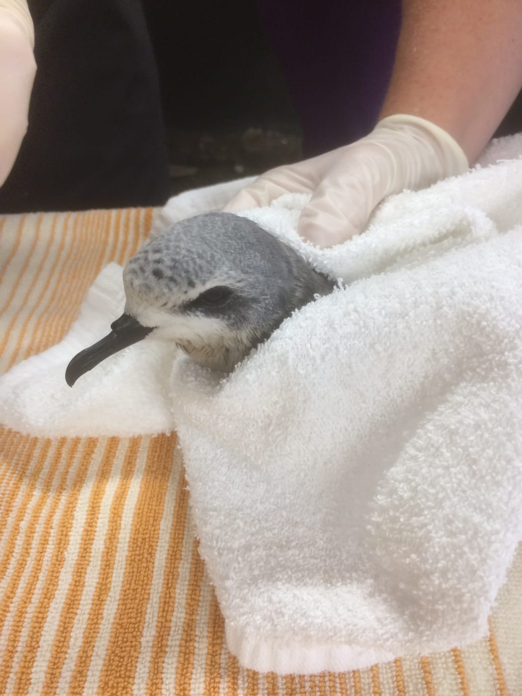 Cook's Petrel Chick at New Zealand Bird Rescue