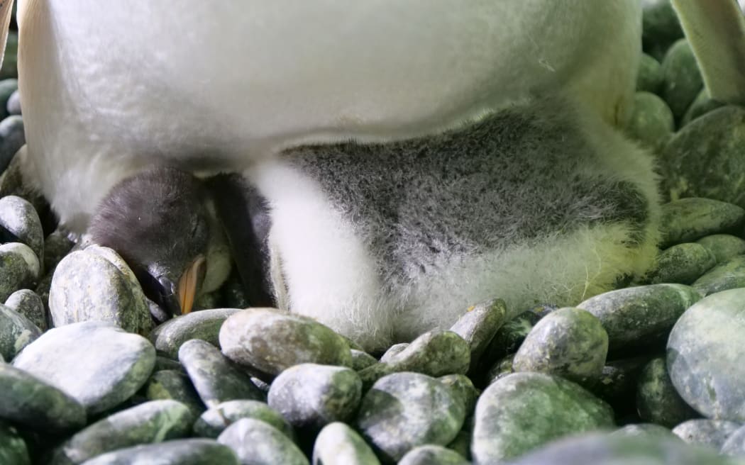 Three gentoo penguin chicks have been born at SEA LIFE Kelly Tarlton's Aquarium in Auckland.