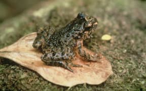 Hotchstetter's Frog