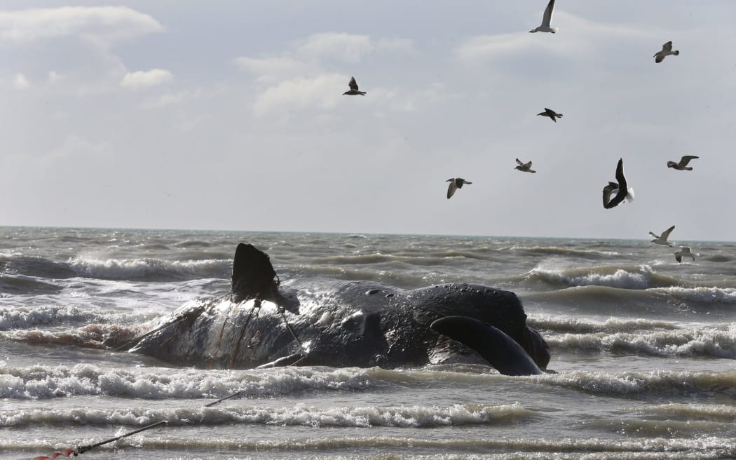 A dead sperm whale washed up at Marfells Beach in July 2018. SUPPLIED: STUFF - SINGLE USE ONLY