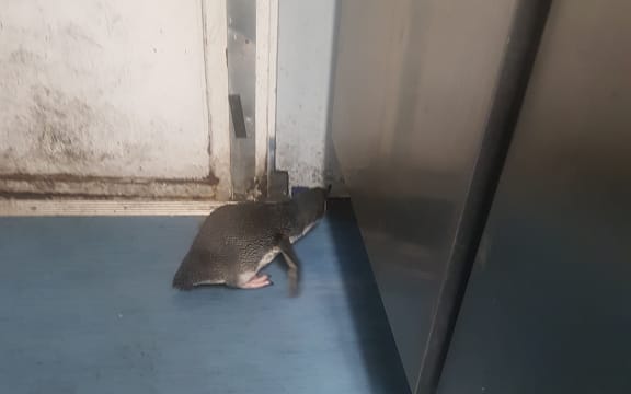 A penguin returns to the sushi shop.