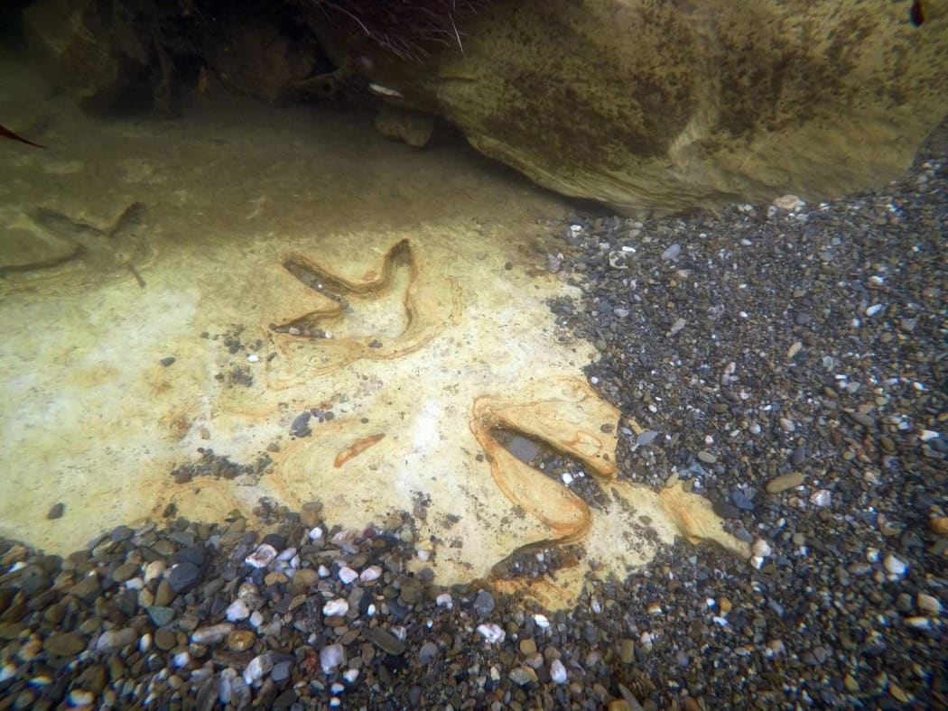 Moa footprints in the river.