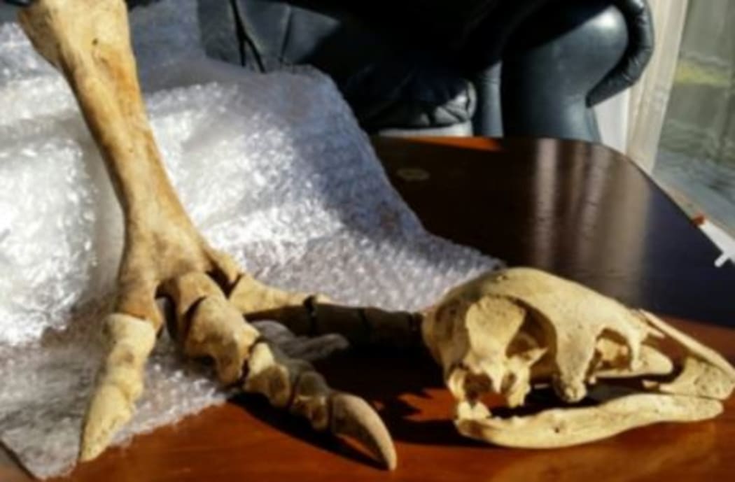 A moa skull and foot bones of undisclosed provenance sold on TradeMe for almost $3000 dollars.