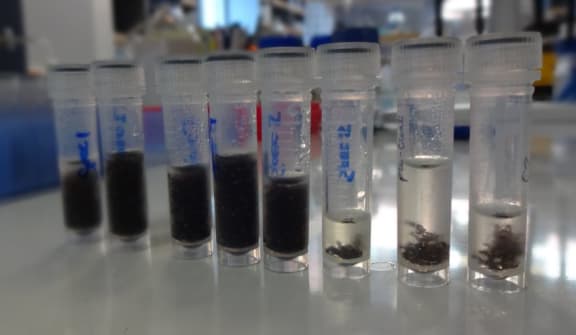 Each of these vials contains frozen samples of Argentine ants from different populations.