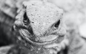 A tuatara in Otorahanga, New Zealand
