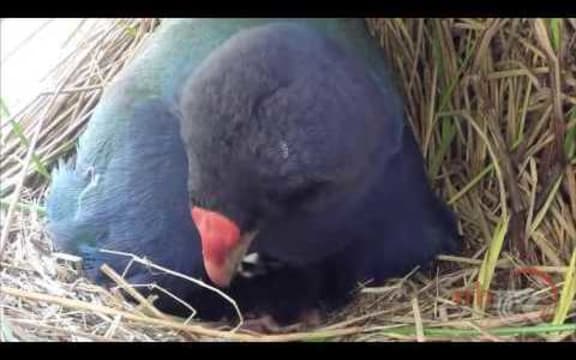 Miracle chick for infertile Takahe couple:  RNZ Checkpoint
