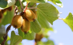kiwifruit