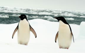 A pair of Adélie penguins
