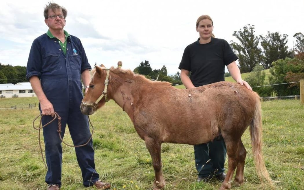 After being stabbed in a vicious attack in his Waitati paddock at midnight on Sunday, miniature horse Star recovers with Otago Equine Hospital veterinarians Peter Gillespie and Stephanie Bransgrove.
