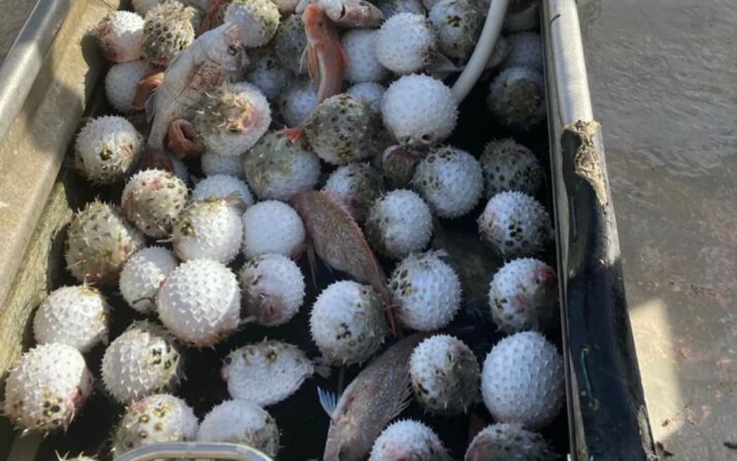 This photo shows the scale of the Porcupinefish problem.