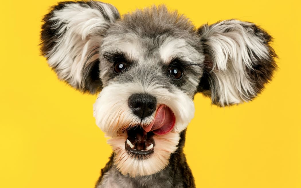 A schnauzer sticking out its tongue in front of a yellow background