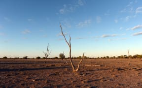 A dry paddock  near Lightning Ridge, NSW, in August 2014.
