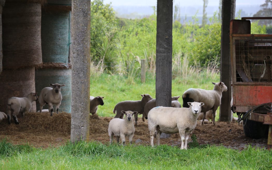 A year on the farm