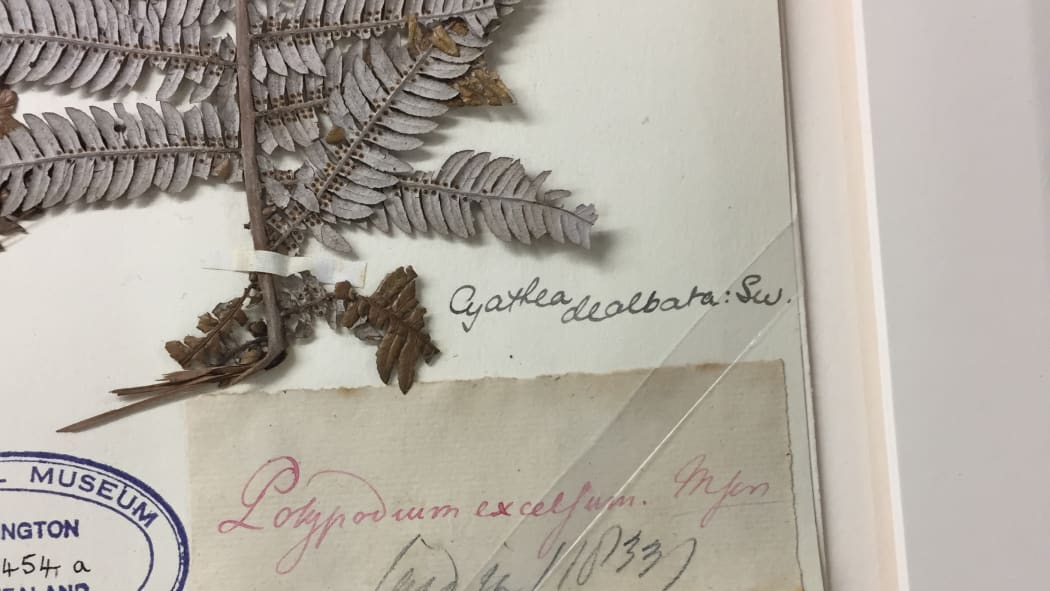 Silver fern collected by Joseph Banks and Daniel Solander, Endeavour 1769. Te Papa 2017