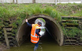 Waikato Regional Council officer inspecting stock underpass.