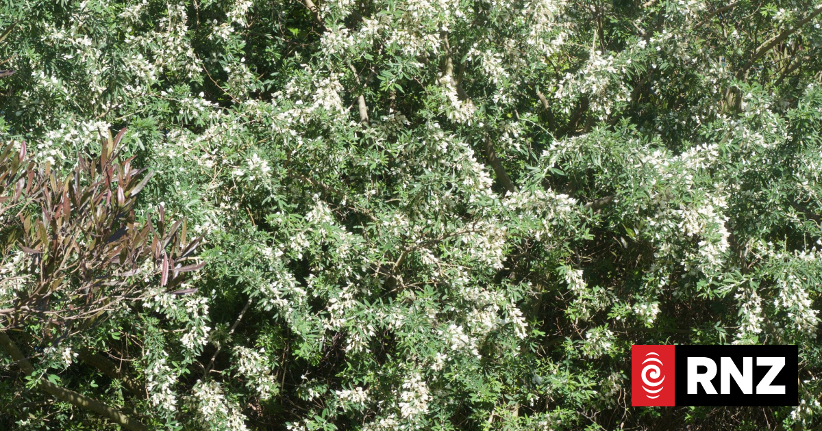 Talking about Tree Lucerne | RNZ