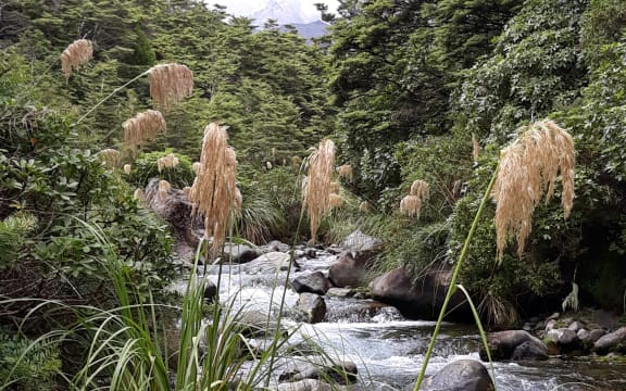 River, Tongariro National Park