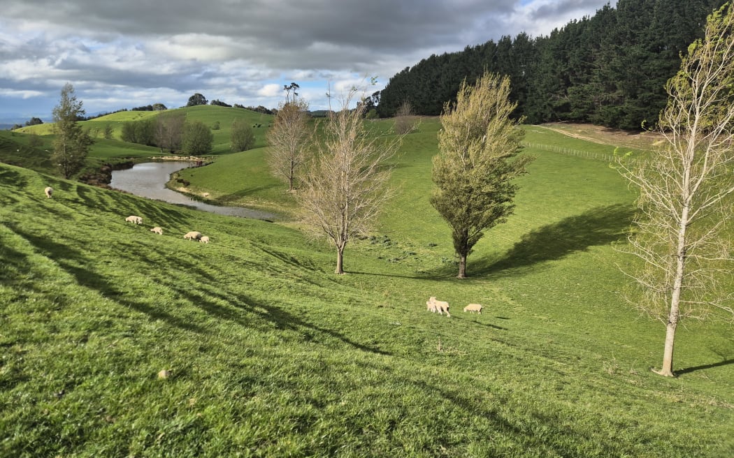 To combat the issue of facial eczema, Paul also runs a stud helping sheep farmers introduce FE-tolerant genetics.