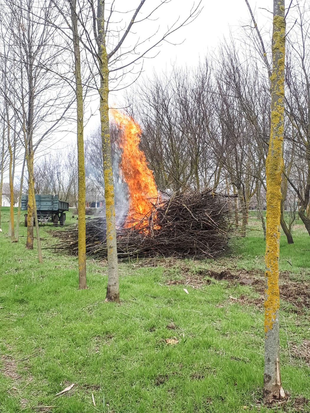 Burning heaps of wood in the park. Burning old branches.