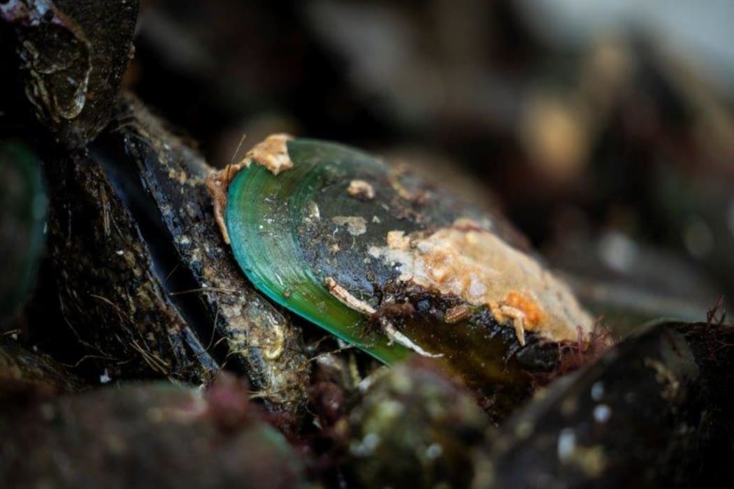 Green-lipped mussels.